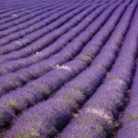 FL-170-024 Lavanda