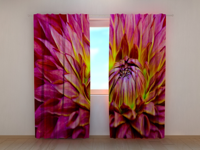 Photo curtains Delicate Dahlia Flower
