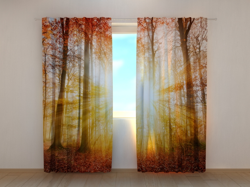 Photo curtains Beautiful Autumn Sunlight in a Forest