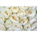 MS-5-0137 Baltās rozes