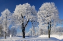 Trīs koki ziemā