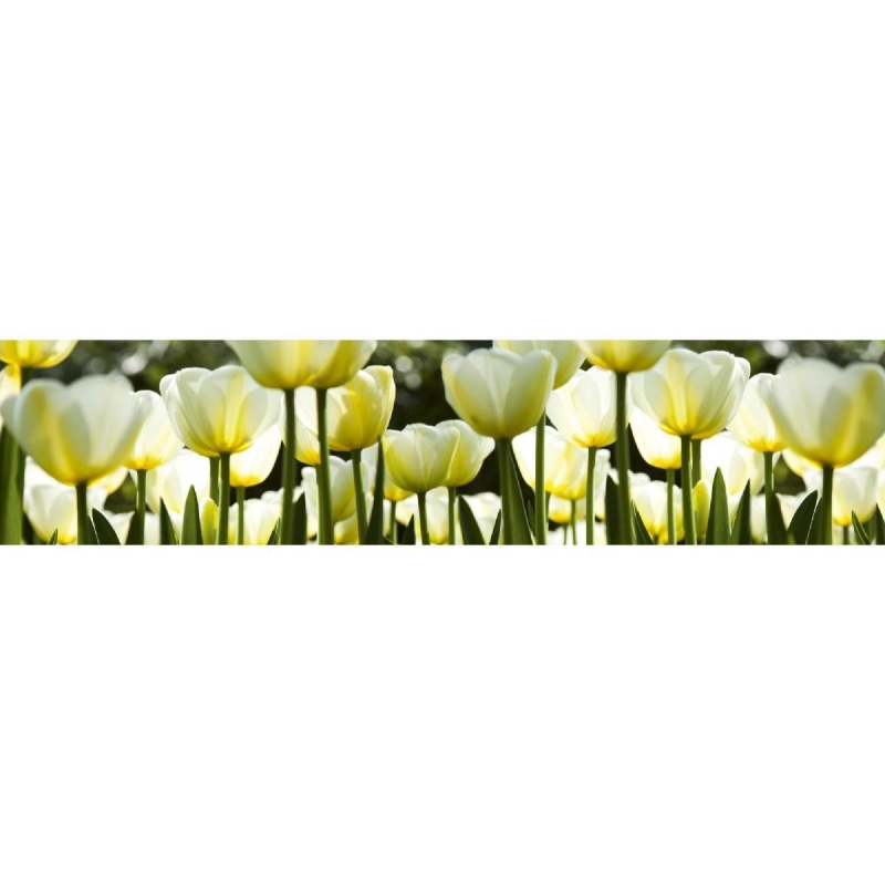 KI-009 Белые тюльпаны