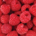 FL-85-007 Raspberries