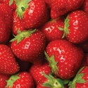 FL-85-017 Strawberries