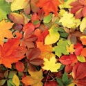 FL-170-002 Цветные листья