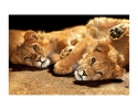 FL-255-007 Lion cubs