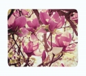 Flīsa pleds Rozā magnolijas