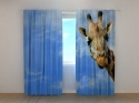 Photo curtains Cuddles Giraffe