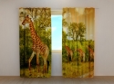 Photo curtains Giraffes