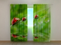 Photo curtains Ladybirds
