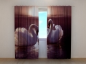 Photo curtains Swans