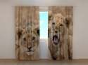 Photo curtains Two Lion Cub