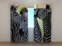 Photo curtains Zebras