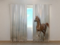 Photo curtains Arabian Stallion in Prairies