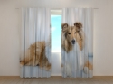Photo curtains Beautiful Collie