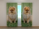 Photo curtains Brown Pomeranian Dogs