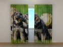 Photo curtains Cute German Shepherd Puppies