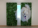 Photo curtains Happy Pomeranian Dog