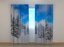 Photo curtains Winter in the Forest