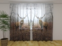 Photo curtains Deer in the Forest