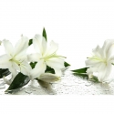 Baltās lilijas