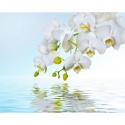 Baltas orhidejas