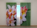 Photo curtains Plumeria Flowers