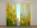 Photo curtains Yellow Narcissi
