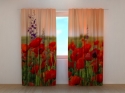 Photo curtains Wonderful Poppies