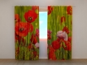 Photo curtains Red Poppies
