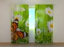 Photo curtains Butterfly and Camomiles