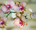 Ziedošā orhideja