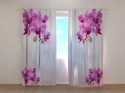 Photo curtains Colibri Orchids