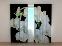 Photo curtains Yin Yang Orchid