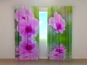 Photo curtains Three Orchids