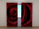 Photo curtains Red Rose