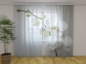 Photo curtains Riga Orchid
