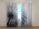 Photo curtains Amazing Dandelion Black and White