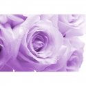 Violetas rozes
