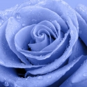 Zilā roze