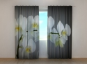 Photo curtains Song Orchids