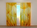 Photo curtains Golden Dandelion