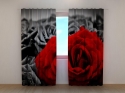 Photo curtains Red Rose on Black and White