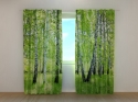 Photo curtains Summer Birch Forest