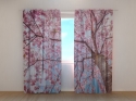 Photo curtains Sakura Blooming from Bottom Up