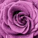 Violets roze