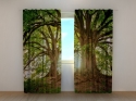 Photo curtains Beautiful Old Trees