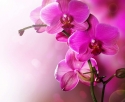 Rozā orhideja