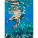 Jūras bruņurupucis