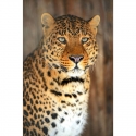 Leoparda atskats